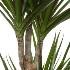 Drakenbloedboom (Dracaena Marginata 'Magenta') D 19 H 100 Cm -Groene Tuin Winkel 8717263410539 2