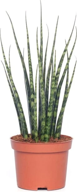 Vrouwentong (Sansevieria 'Fernwood Mikado') D 10 H 30 Cm