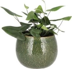 Hartjesvaren (Hemionitis Arifolia) D 12 H 30 Cm