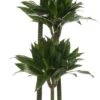 Drakenbloedboom (Dracaena Fragrans (C) 'Green Jewel') D 24 H 140 Cm -Groene Tuin Winkel 8717263410980 2