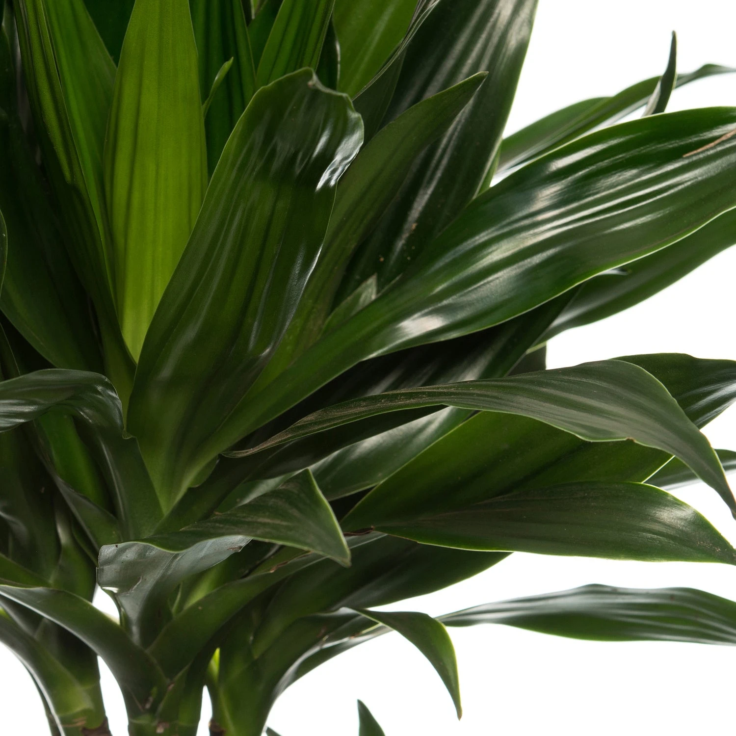 Drakenbloedboom (Dracaena Fragrans (C) 'Green Jewel') D 24 H 140 Cm 4 Drakenbloedboom (Dracaena Fragrans (C) 'Green Jewel') D 24 H 140 Cm - Afbeelding 2