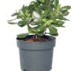 Crassula (Crassula Ovata) D 17 H 25 Cm -Groene Tuin Winkel 8717263411239