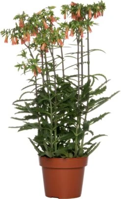 Kalanchoë (Kalanchoë 'Lucky Bells') D 14 H 45 Cm