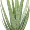 Aloë (Aloë Vera) D 21 H 70 Cm