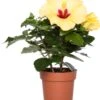 Hibiscus (Hibiscus Rosa-sinensis 'Adonis Yellow') D 13 H 35 Cm -Groene Tuin Winkel 8717263411819 1 1