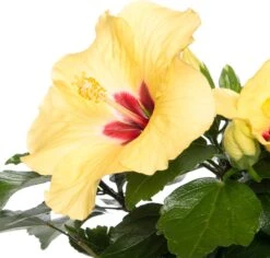 Groene Bloom Winkel 21 Groene Bloom Winkel -Groene Tuin Winkel 8717263411819 1 2