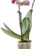 Mini Vlinderorchidee 2 Tak (Phalaenopsis) Rood D 6 H 17 Cm -Groene Tuin Winkel 8717263412069 1