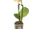 Mini Vlinderorchidee 2 Tak (Phalaenopsis) Geel Oranje D 6 H 17 Cm