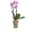 Mini Vlinderorchidee 2 Tak (Phalaenopsis) Roze D 6 H 17 Cm -Groene Tuin Winkel 8717263412083 1