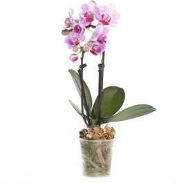 Mini Vlinderorchidee 2 Tak (Phalaenopsis) Roze D 6 H 17 Cm 3 Mini Vlinderorchidee 2 Tak (Phalaenopsis) Roze D 6 H 17 Cm