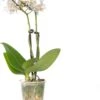 Vlinderorchidee 2 Tak (Phalaenopsis 'Little Lady') Wit D 6 H 18 Cm -Groene Tuin Winkel 8717263412113 1 1