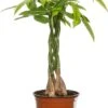 Geldboom (Pachira Aquatica) D 12 H 45 Cm 2 Geldboom (Pachira Aquatica) D 12 H 45 Cm -Groene Tuin Winkel 8717263412199