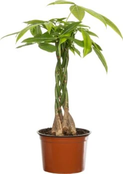 Geldboom (Pachira Aquatica) D 12 H 45 Cm