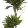 Drakenbloedboom (Dracaena Fragrans 'Green Jewel') D 19 H 85 Cm