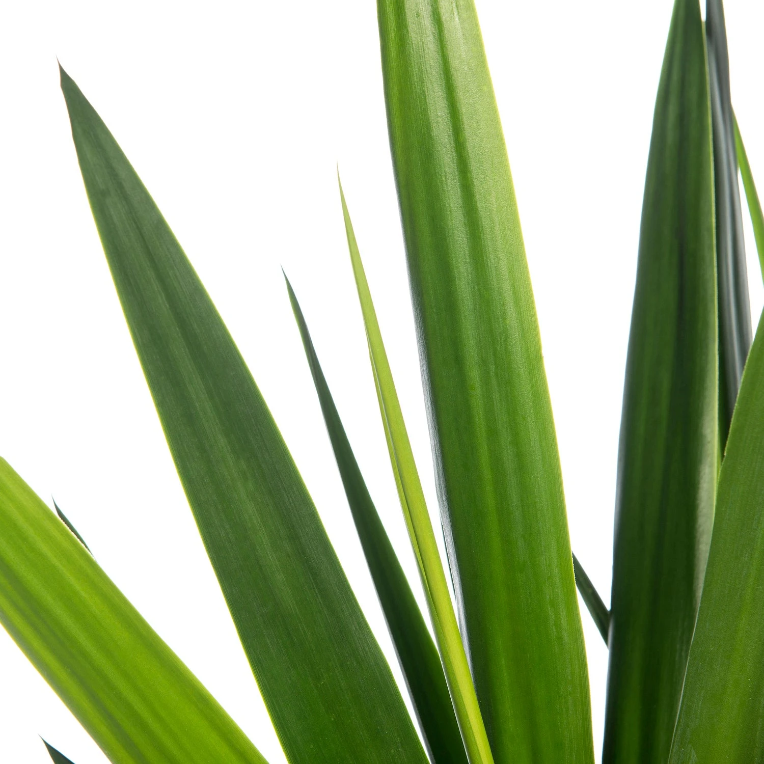 Yucca (Yucca 'Maya Tree') D 27 H 115 Cm 4 Yucca (Yucca 'Maya Tree') D 27 H 115 Cm - Afbeelding 2