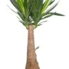 Yucca (Yucca 'Maya Tree') D 27 H 115 Cm 1 Yucca (Yucca 'Maya Tree') D 27 H 115 Cm -Groene Tuin Winkel 8717263413011 1 1