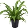 Nestvaren (Asplenium Antiquum 'Osaka') D 17 H 45 Cm -Groene Tuin Winkel 8717263413028