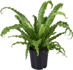 Nestvaren (Asplenium Antiquum 'Osaka') D 17 H 45 Cm