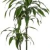 Drakenbloedboom (Dracaena Deremensis 'Art') D 19 H 100 Cm 1 Drakenbloedboom (Dracaena Deremensis 'Art') D 19 H 100 Cm -Groene Tuin Winkel 8717263413493