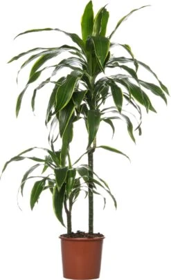 Drakenbloedboom (Dracaena Deremensis 'Art') D 19 H 100 Cm