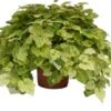 Kindje-op-moeders-schoot (Tolmiea Menziesii) D 14 H 35 Cm 2 Kindje-op-moeders-schoot (Tolmiea Menziesii) D 14 H 35 Cm -Groene Tuin Winkel 8717263413813
