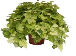 Kindje-op-moeders-schoot (Tolmiea Menziesii) D 14 H 35 Cm 3 Kindje-op-moeders-schoot (Tolmiea Menziesii) D 14 H 35 Cm