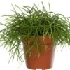 Rotskoraal (Rhipsalis Cashero) D 12 H 15 Cm -Groene Tuin Winkel 8717263413943 1