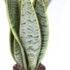 Vrouwentong (Sansevieria Trifasciata 'Laurentii') D 12 H 40 Cm -Groene Tuin Winkel 8717263414407 1