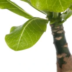 Hawaii-palm (Brighamia Insignis) D 12 H 40 Cm -Groene Tuin Winkel 8717263414575 1 1