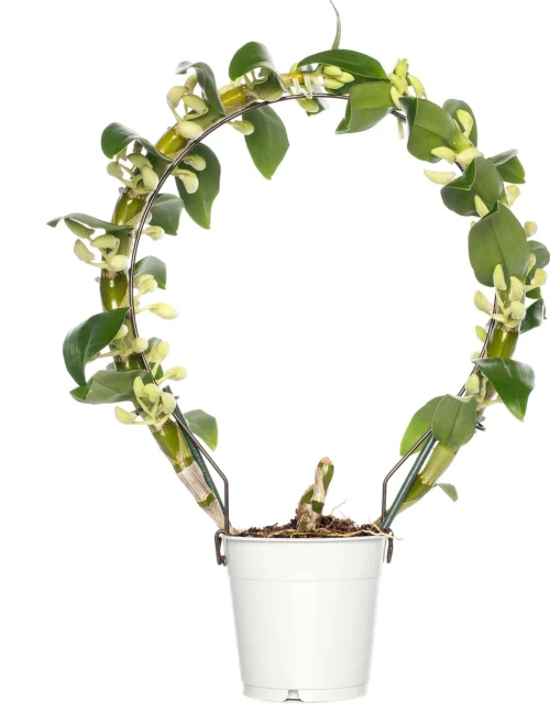 Bamboe Orchidee (Dendrobium Nobile 'Apollon') Op Boogrekje D 12 H 45 Cm