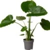 Olifantsoor (Alocasia Gageana 'California') D 21 H 90 Cm -Groene Tuin Winkel 8717263416920 1 1