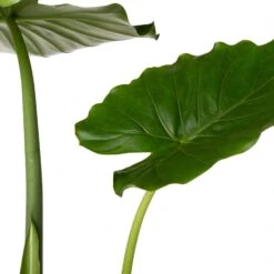 Olifantsoor (Alocasia Gageana 'California') D 21 H 90 Cm -Groene Tuin Winkel 8717263416920 2