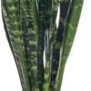 Vrouwentong (Sansevieria Trifasciata 'Black Coral') D 17 H 65 Cm