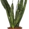 Vrouwentong (Sansevieria Zeylanica) D 14 H 50 Cm -Groene Tuin Winkel 8717263417033 1 1