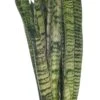 Vrouwentong (Sansevieria Zeylanica) D 17 H 65 Cm -Groene Tuin Winkel 8717263417040 1 1