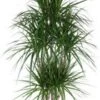Drakenbloedboom (Dracaena Marginata) D 31 H 150 Cm -Groene Tuin Winkel 8717263417125