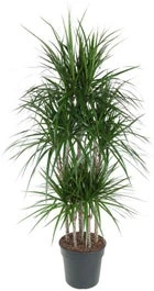 Drakenbloedboom (Dracaena Marginata) D 31 H 150 Cm