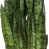 Vrouwentong (Sansevieria Zeylanica) D 25 H 85 Cm -Groene Tuin Winkel 8717263417163
