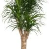 Drakenbloedboom (Dracaena Reflexa 'Anita') D 24 H 110 Cm 1 Drakenbloedboom (Dracaena Reflexa 'Anita') D 24 H 110 Cm -Groene Tuin Winkel 8717263417545 1