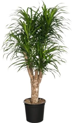 Drakenbloedboom (Dracaena Reflexa 'Anita') D 24 H 110 Cm