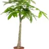 Geldboom (Pachira Aquatica) D 31 H 170 Cm -Groene Tuin Winkel 8717263417668 1