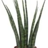Vrouwentong (Sansevieria 'Fernwood Mikado') D 6 H 20 Cm -Groene Tuin Winkel 8717263417729