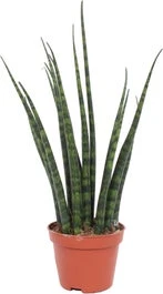 Vrouwentong (Sansevieria 'Fernwood Mikado') D 6 H 20 Cm