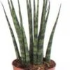 Vrouwentong (Sansevieria 'Fernwood Mikado') D 14 H 55 Cm 1 Vrouwentong (Sansevieria 'Fernwood Mikado') D 14 H 55 Cm -Groene Tuin Winkel 8717263417736 1