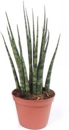 Vrouwentong (Sansevieria 'Fernwood Mikado') D 14 H 55 Cm