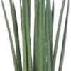 Vrouwentong (Sansevieria Bacularis 'Mikado') D 14 H 55 Cm -Groene Tuin Winkel 8717263417743