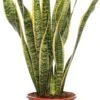 Vrouwentong (Sansevieria Trifasciata 'Laurentii') D 17 H 65 Cm