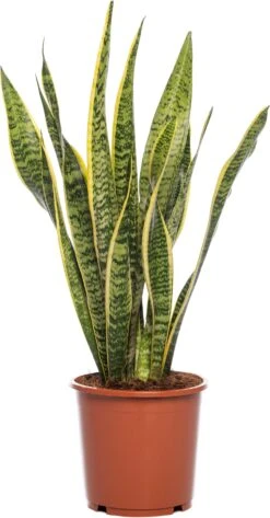Vrouwentong (Sansevieria Trifasciata 'Laurentii') D 17 H 65 Cm