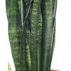 Vrouwentong (Sansevieria Zeylanica) D 12 H 40 Cm