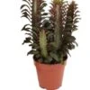 Afrikaanse Melkboom (Euphorbia Trigona 'Rubra') D 12 H 20 Cm -Groene Tuin Winkel 8717263418054